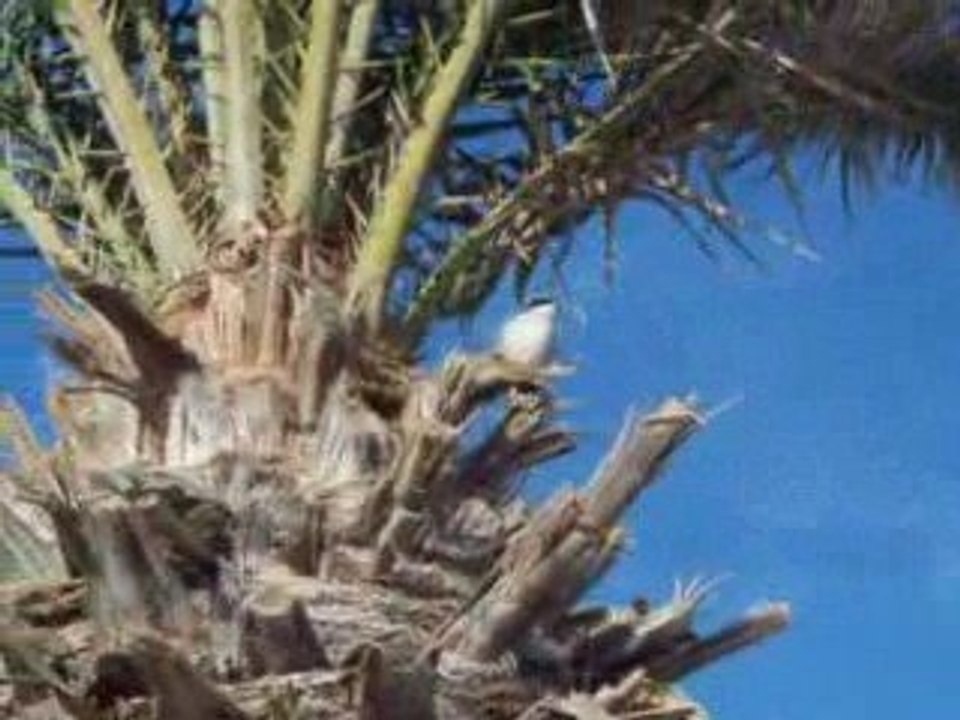 LE TARQUET DU DESERT