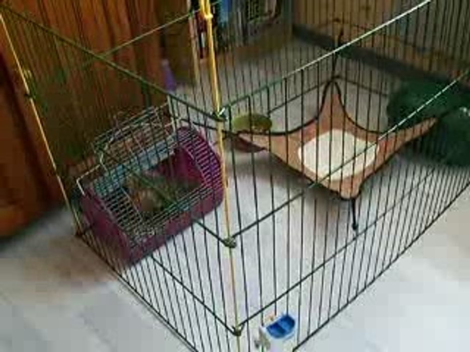 FOFOLLE PARC QUINNY 18 JUIN 2009 019