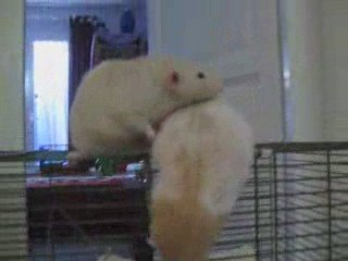 Quatre beaux loulous