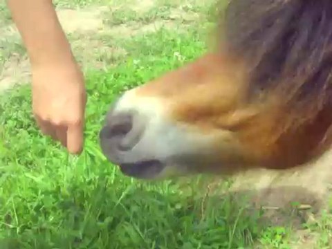 Délire au Salon du cheval