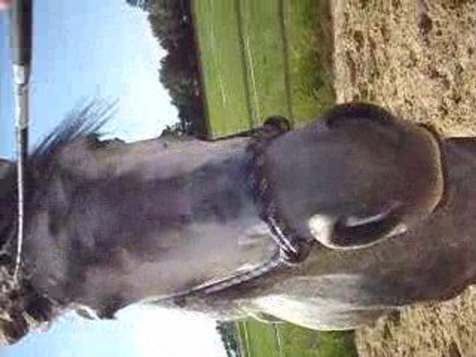 désensibilisation au stick