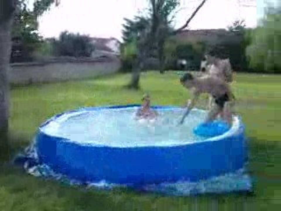 Video Pisine Jeff ki plonge