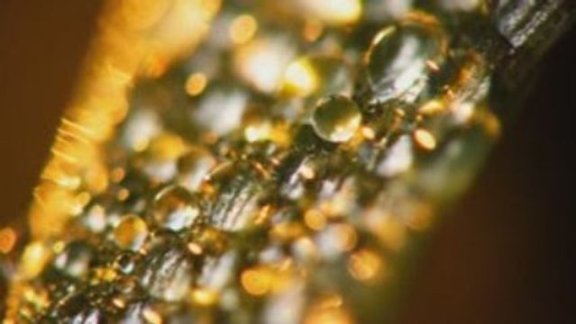 A Whole New World - Gheorghe Zamfir