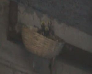 jolies petites hirondelles !!!