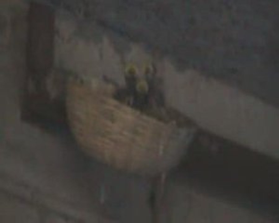 jolies petites hirondelles !!!