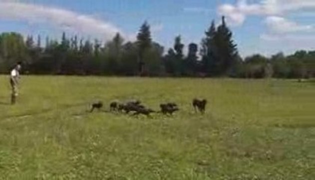 ELANE DU MAS DE L'ARBRE avec maman et mes freres et soeurs