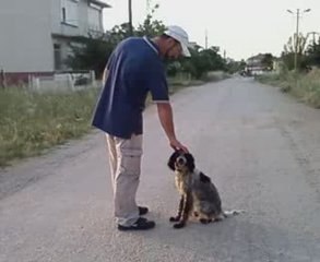 Köpek eğitimi komut