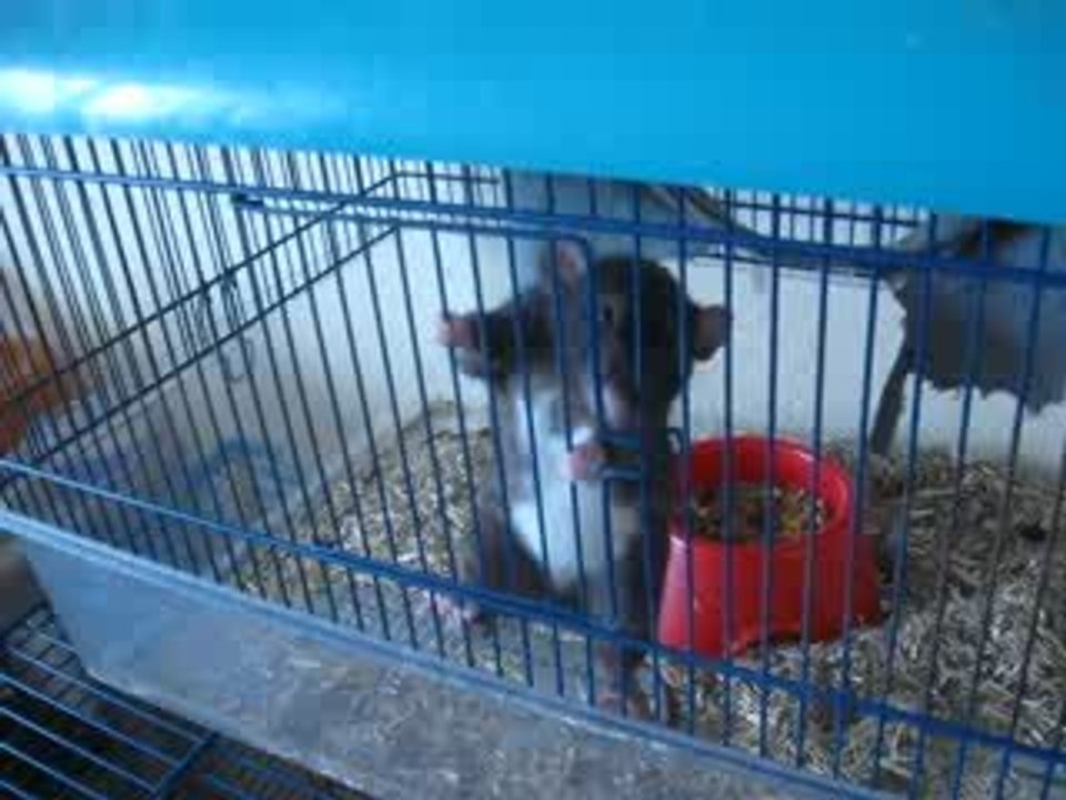 Gros rat intéligent