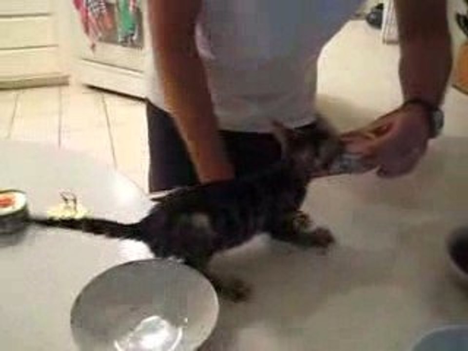 Quand un chaton a tr��s faim