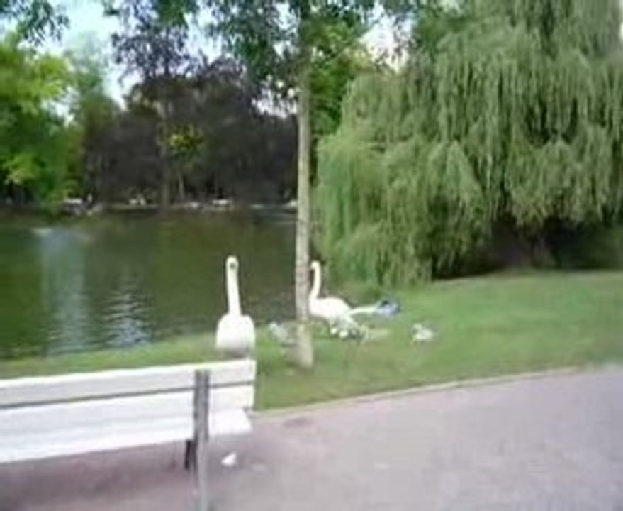Chien VS Cygne