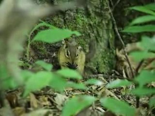 Chipmunk Eating a Nut Nature Wildlife