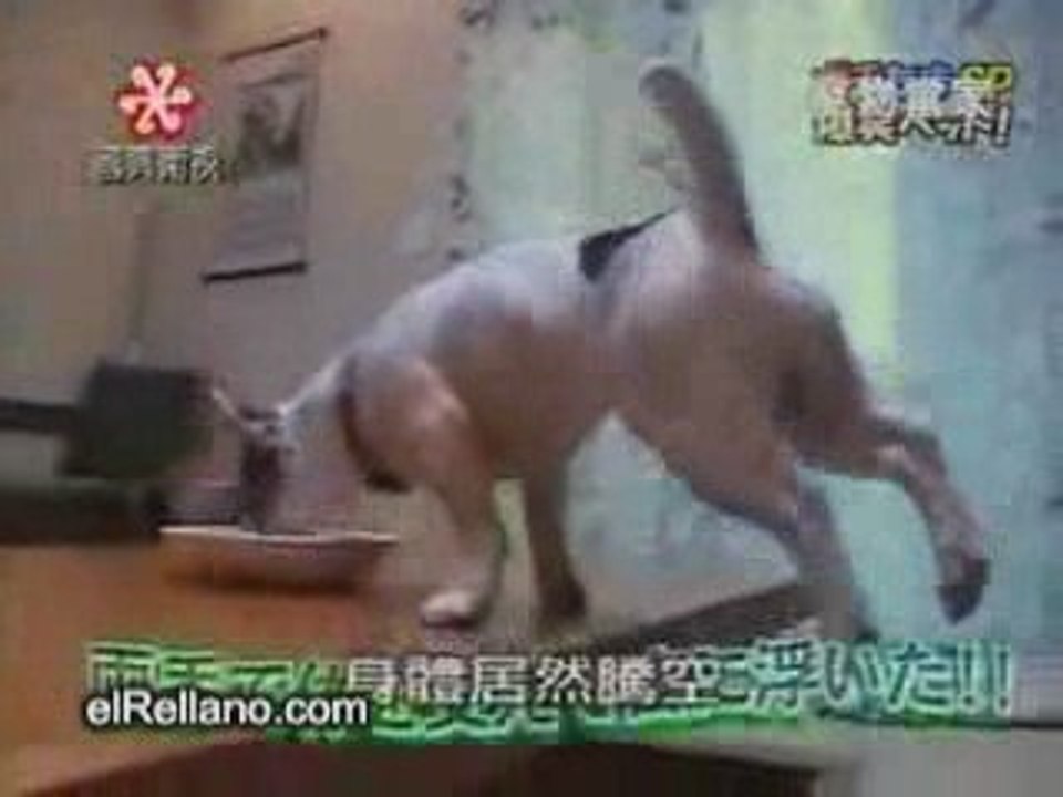 SuperDog