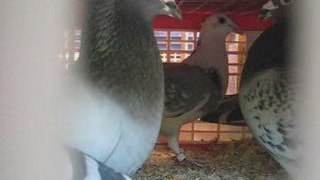 pigeons au repos Zenith PAU