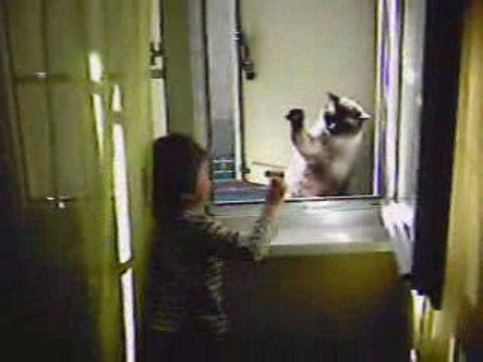 Kid Erénio VS Baylez the devil cat