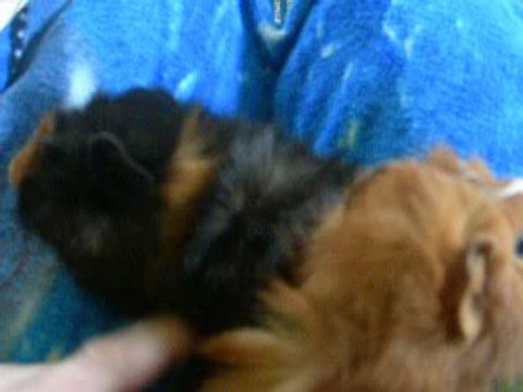 1ère sortie nv cochons d'Inde