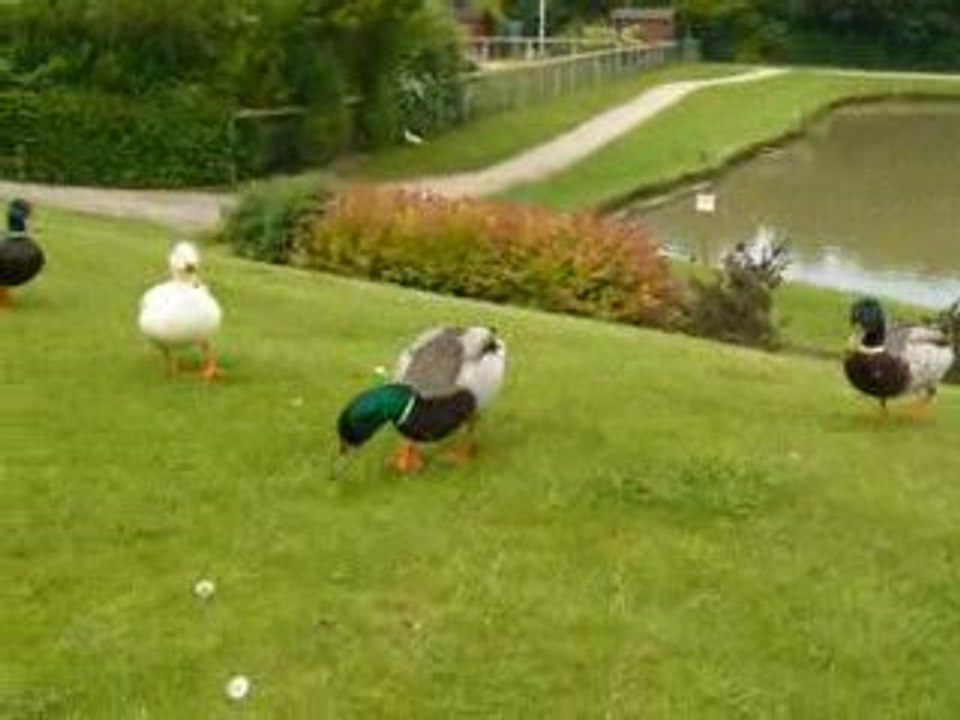 Les canards