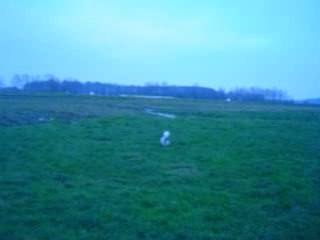 Angie court dans l'herbe