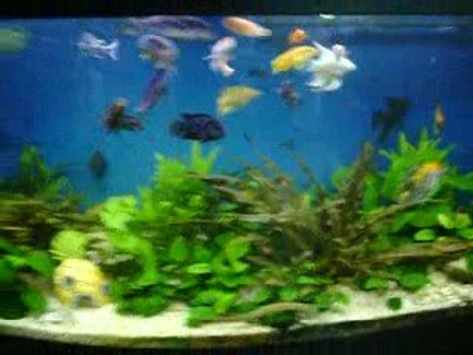 mon aqua avec des syclid�� africain  de couleur