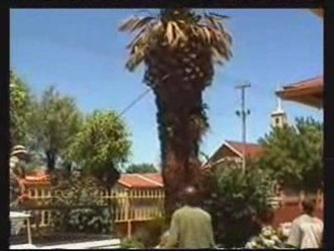 Régis fait tomber un arbre