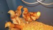 Ways of Housing Chickens in Your Backyard – Building Coops