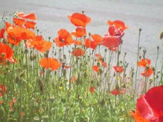 Saint-Sauves: Coquelicots