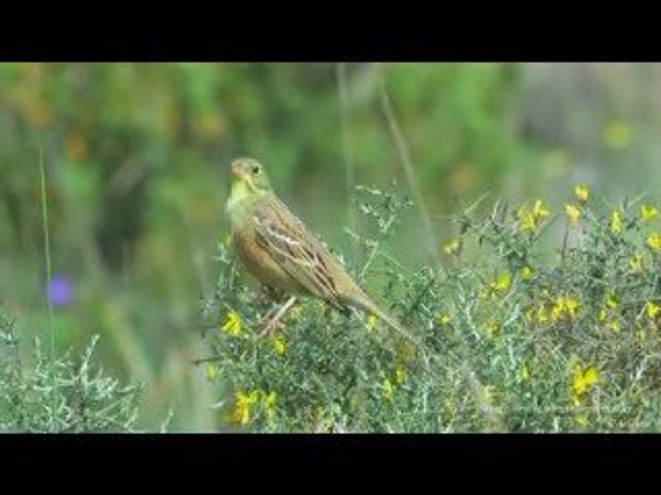 La Faune du Pic St Loup