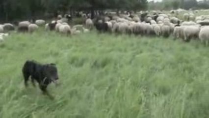 Urkan chien berger de Beauce avec plus de 2000 moutons