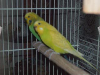 Stabilo et Ratatouille