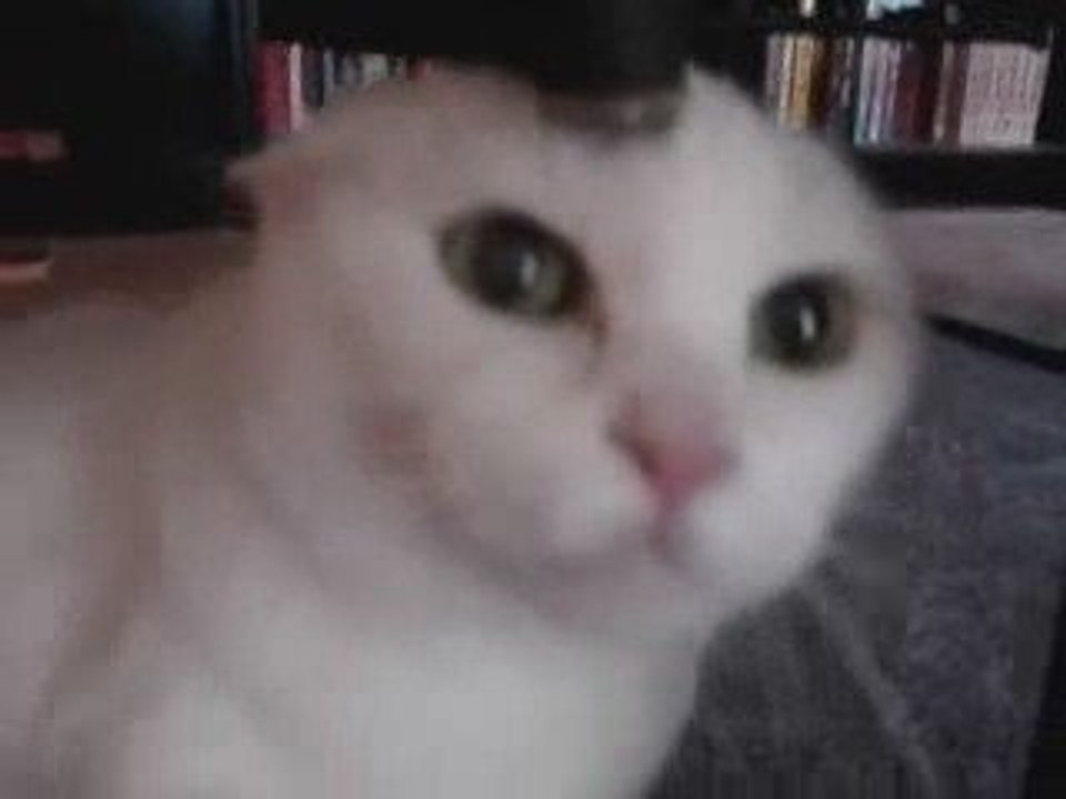 MON CHAT