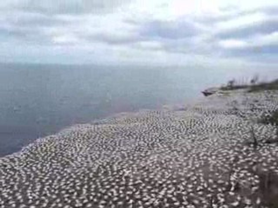 Colonie de fous de bassan de l'île Bonaventure à Percé!