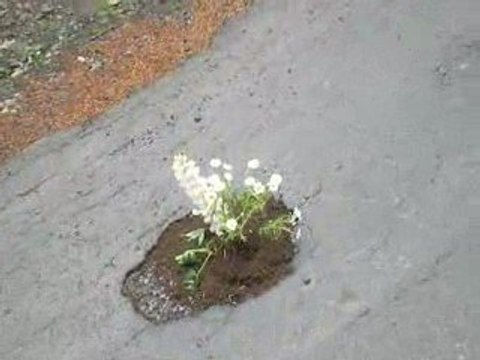 La Bourboule: Ville fleurie trois fleurs