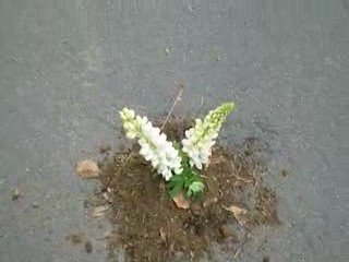 La Bourboule: Three Flowers Town Label