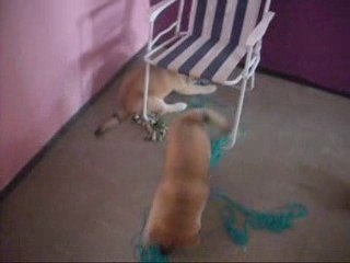 Tess et Emeraude le 19 Juin 2009