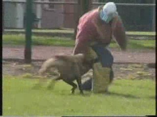 Tonnerre des Loups Mutins