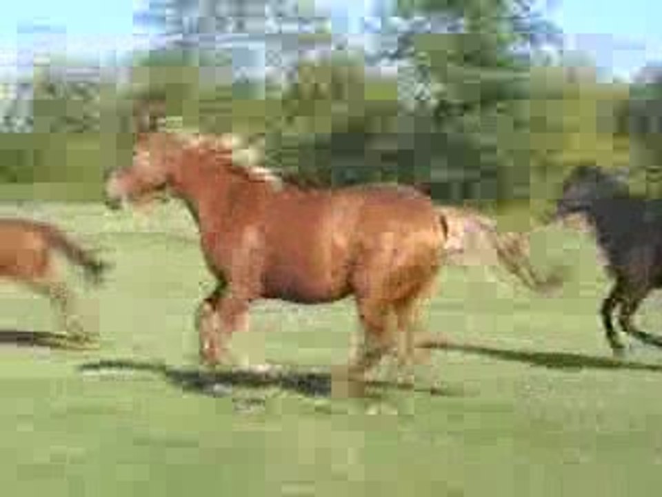 Sibelle de la Treille née le 10 mai 2006