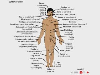 NurseReview.Org - Animation on Anatomical Landmarks