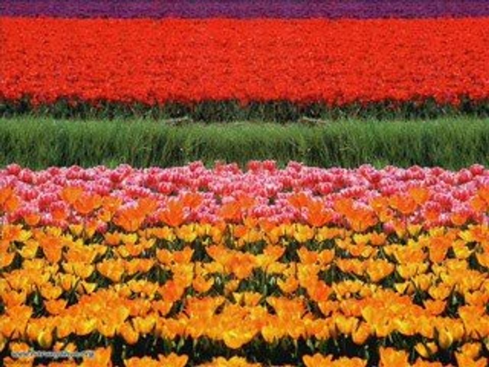 imana Götüren Yollar(Furkan ilahi Grubu)