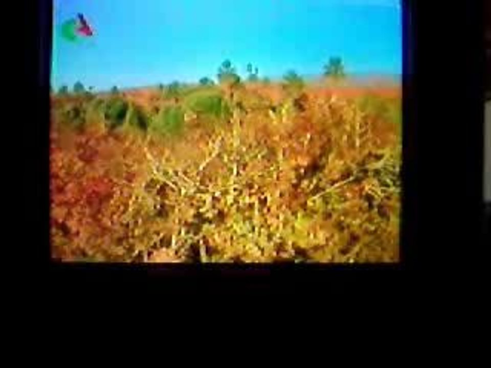 tazdayte
