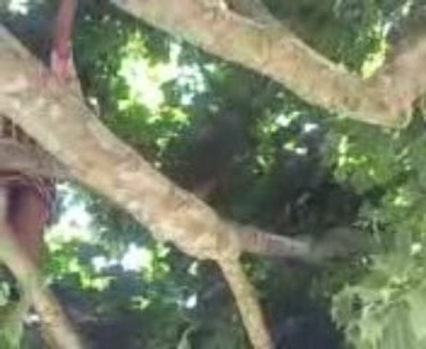 Vid��o00459