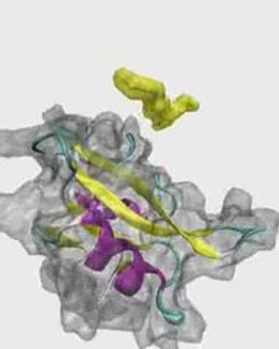 Simulation d'un domaine SH2 et d'un phosphopeptide (GPUGrid)