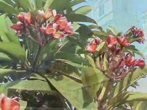 Inde du Sud : Pondichery