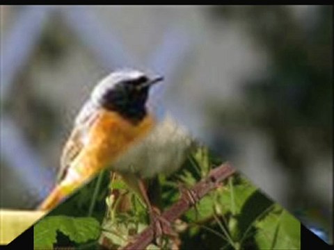 CHANT D'OISEAU LE ROSSIGNOL