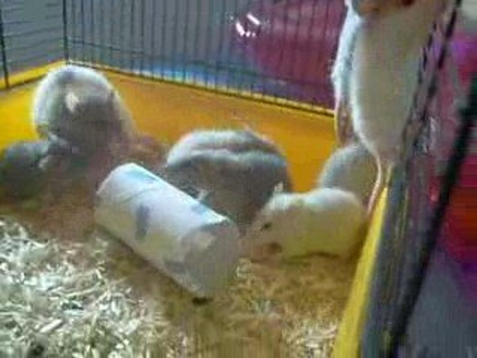 les bibous le 20-06-2009 037