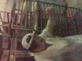 çılgın ustadan cılgın dans:)