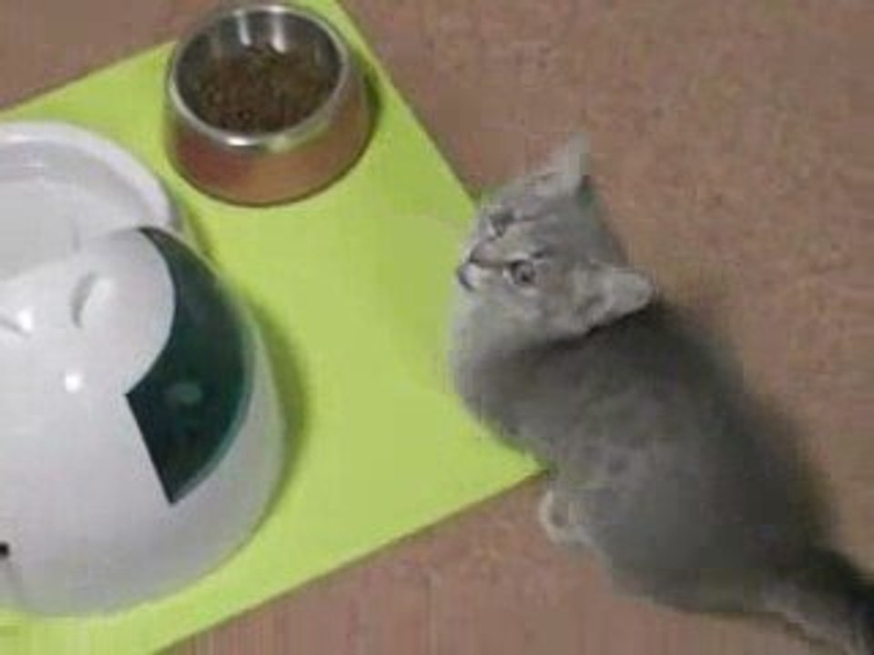Katze bettelt