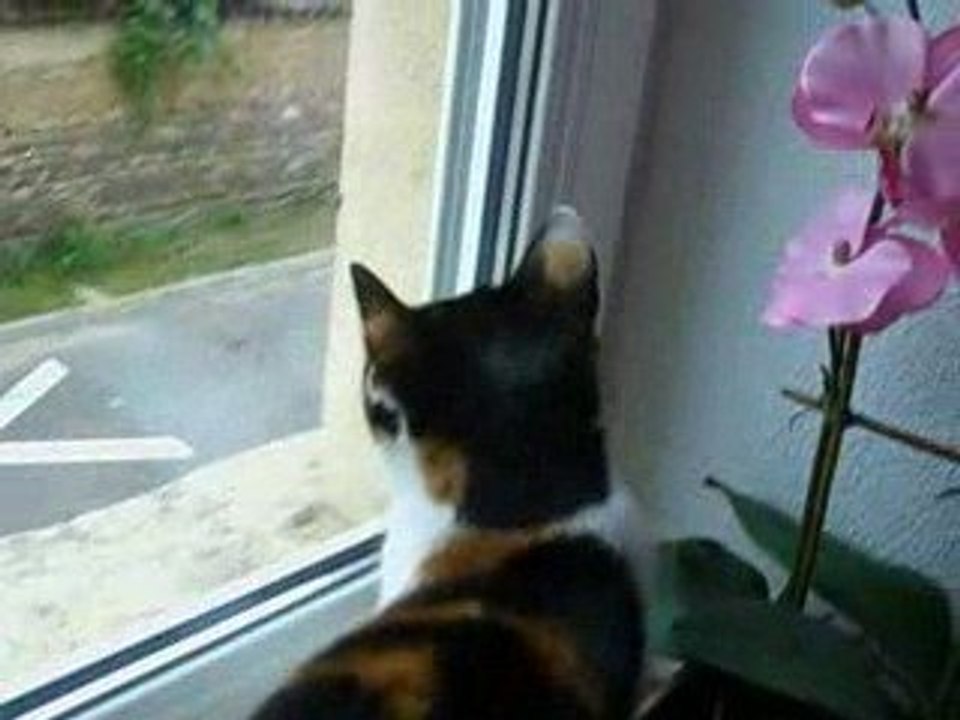 chat louna 18juin09 et le pigeon mdr