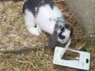 Photo 049