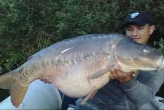 carpe miroir 21 kg +..... combat fish spot