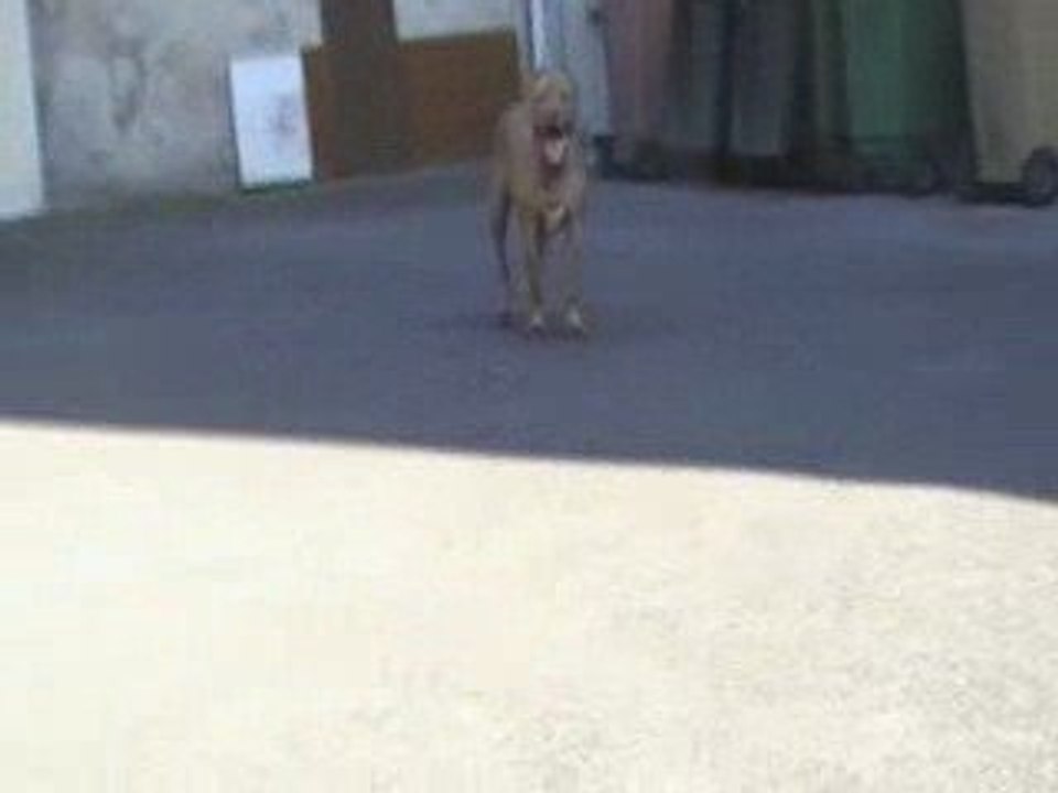scar attack