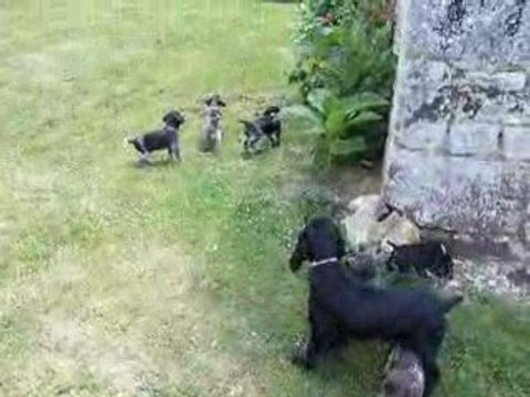 chiots braque allemand dans le jardin
